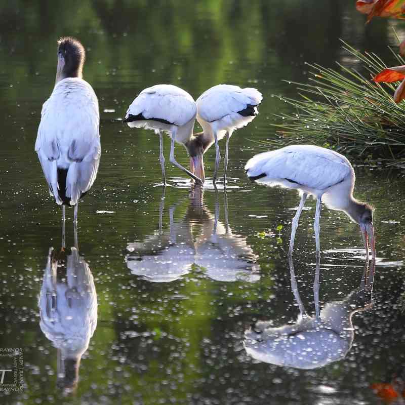 Wood stork reflections 