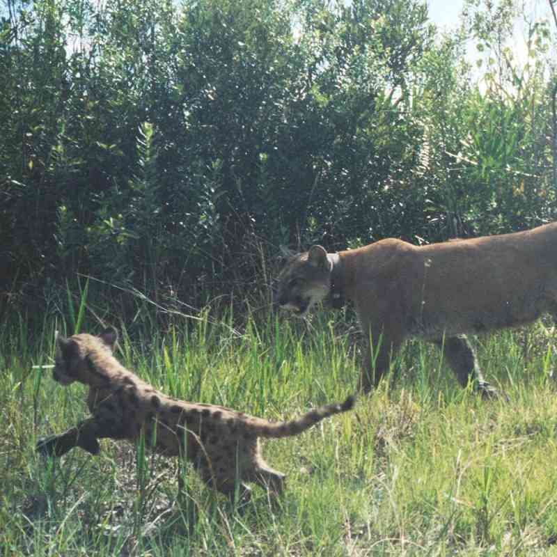 Florida panther with kitten
