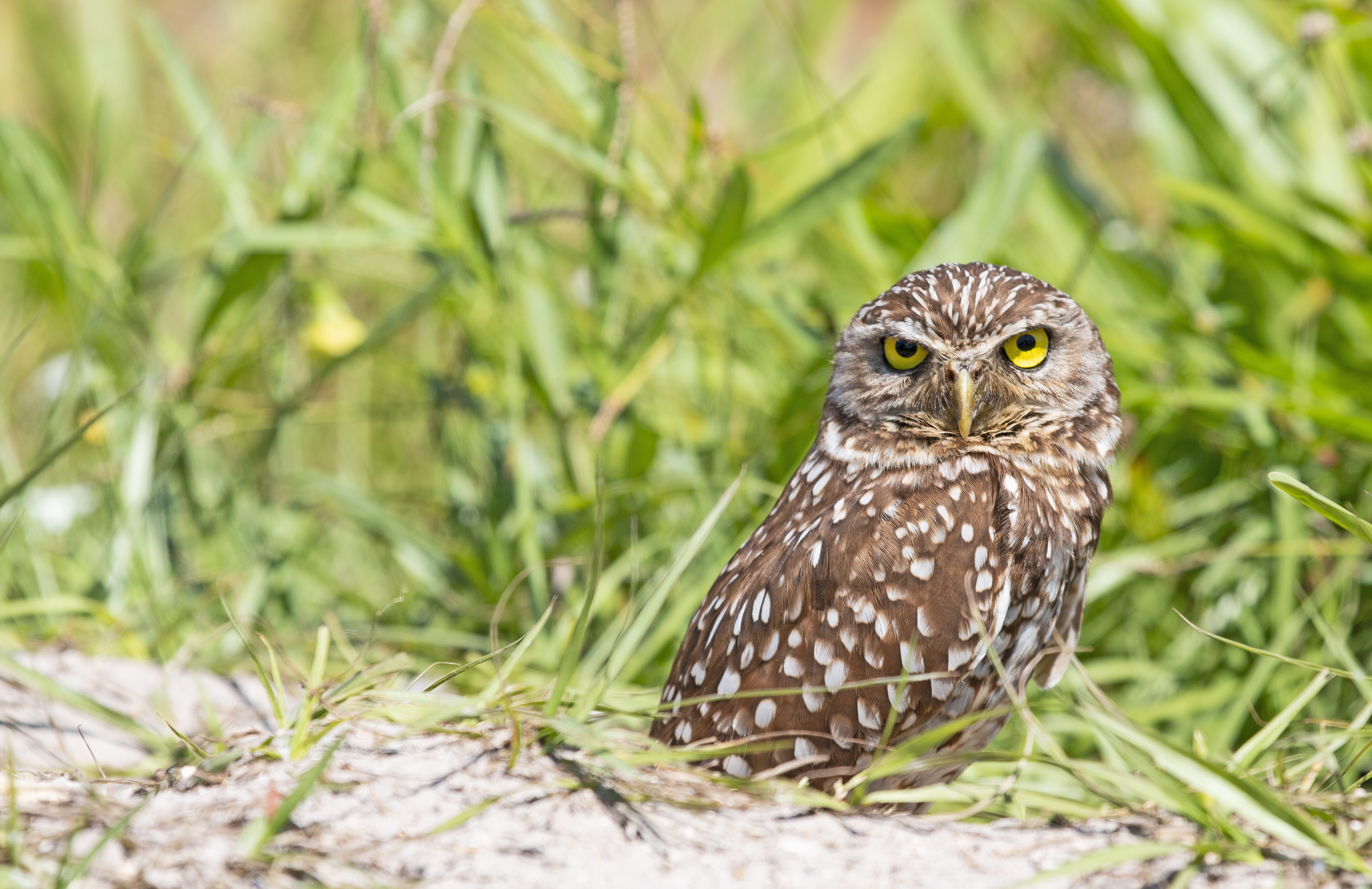 Burrowing owl