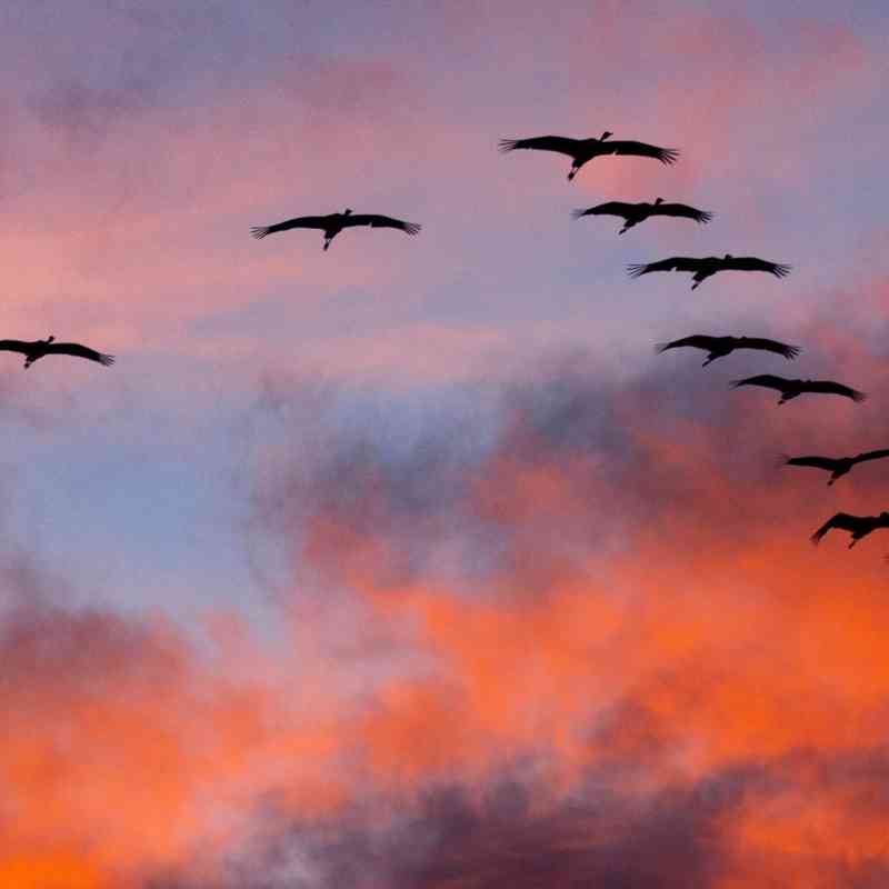 Sandhill Cranes against sunset and clouds