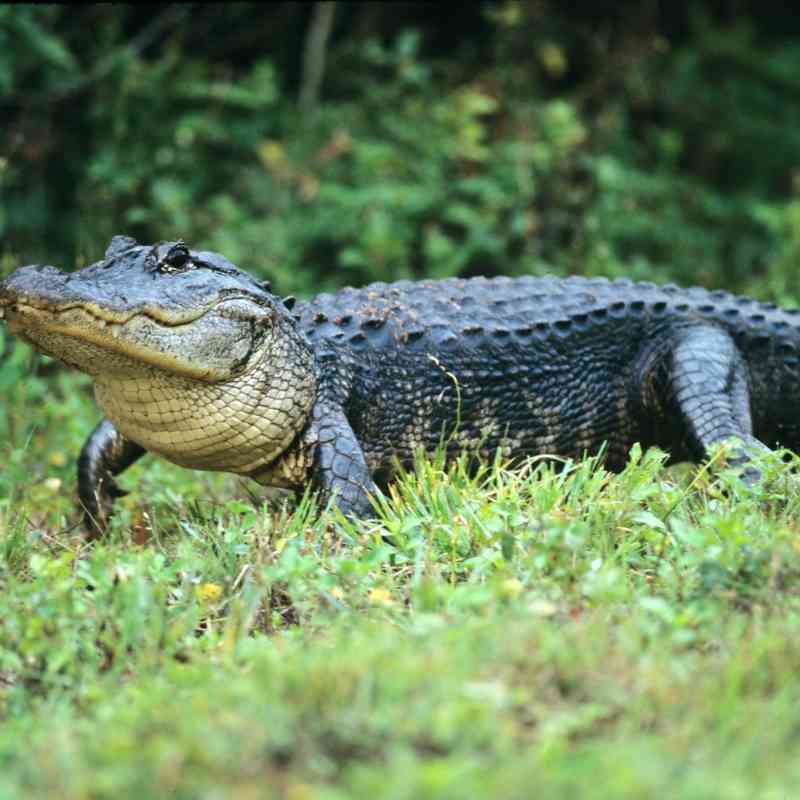 An American alligator treads through Everglades National Park, Florida