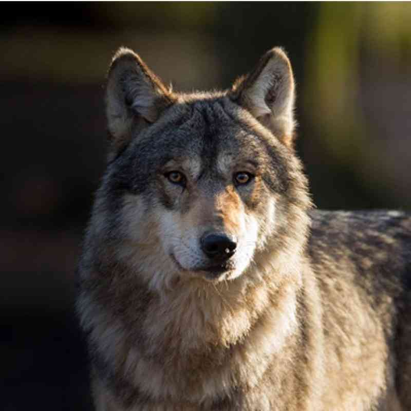Lone Wolf Closeup
