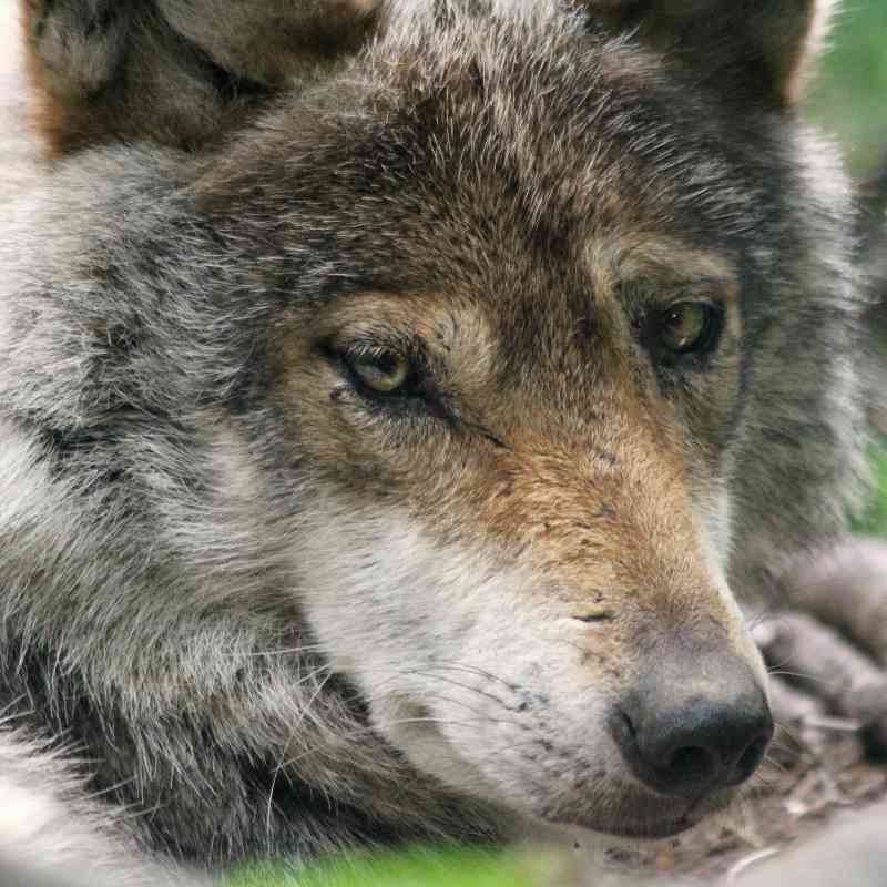 Mexican Gray Wolf stare