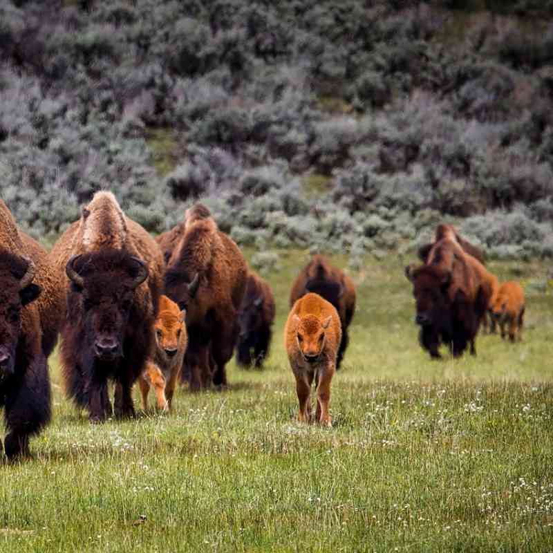 Herd of bison 