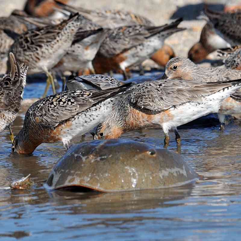 Red knots and horseshoe crab