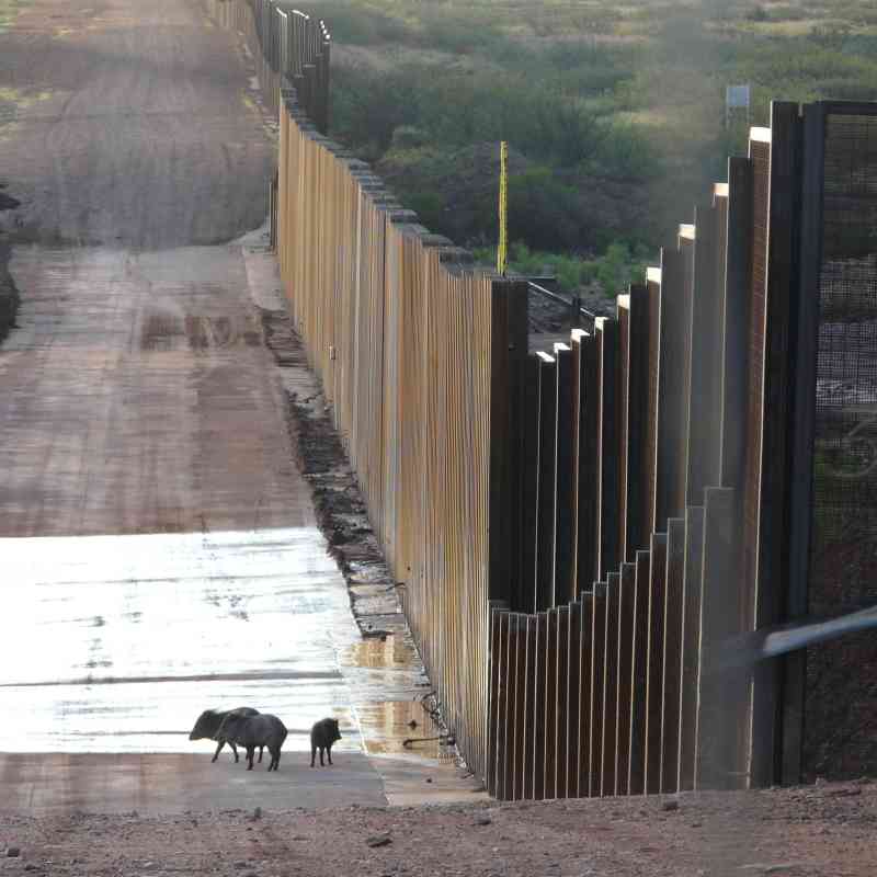 Javelinas at border wall