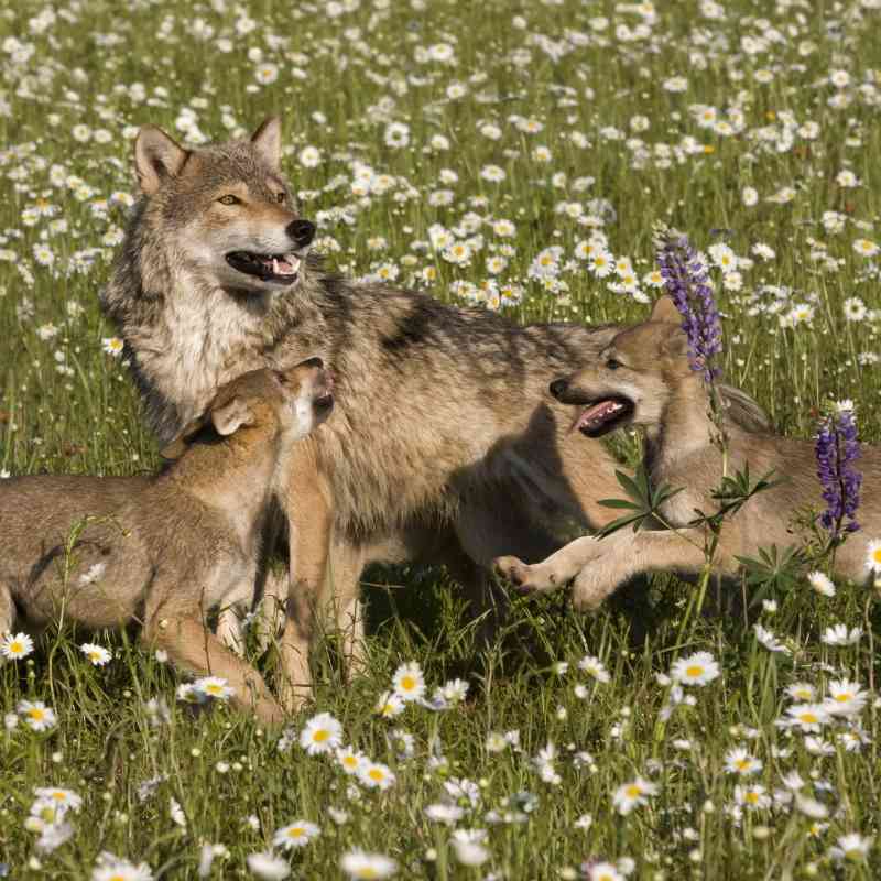 Frolicking wolf pups with Mom