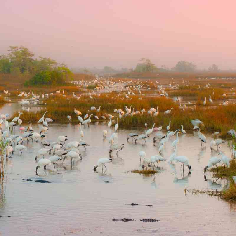 Wading flock, Everglades National Park, Florida
