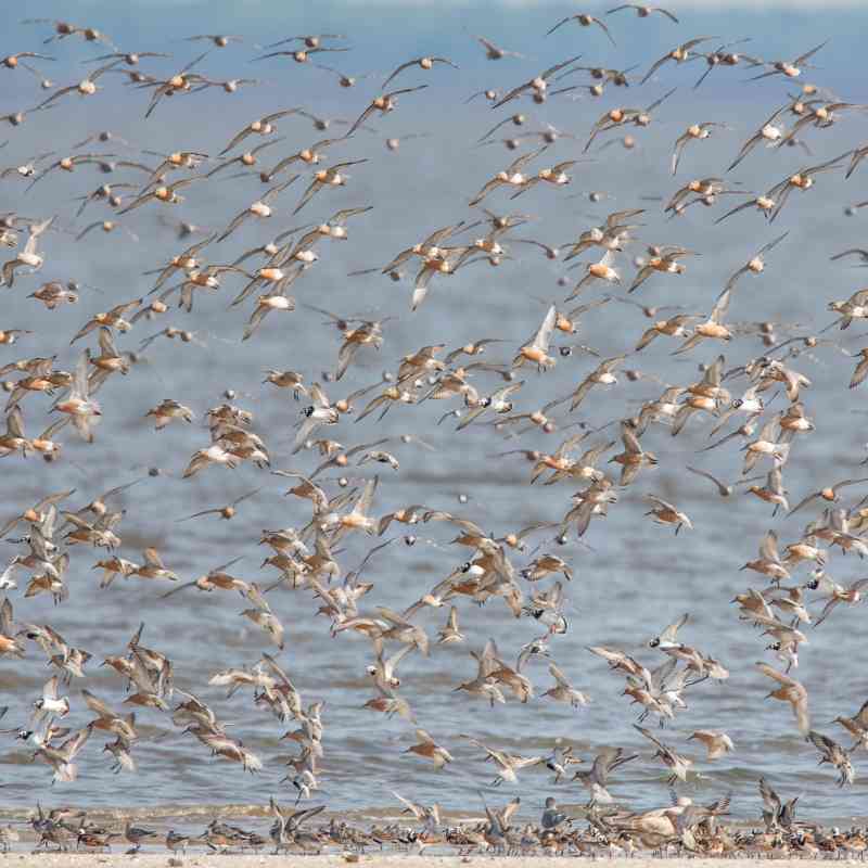 Spring migration of red knots, Delaware Bay