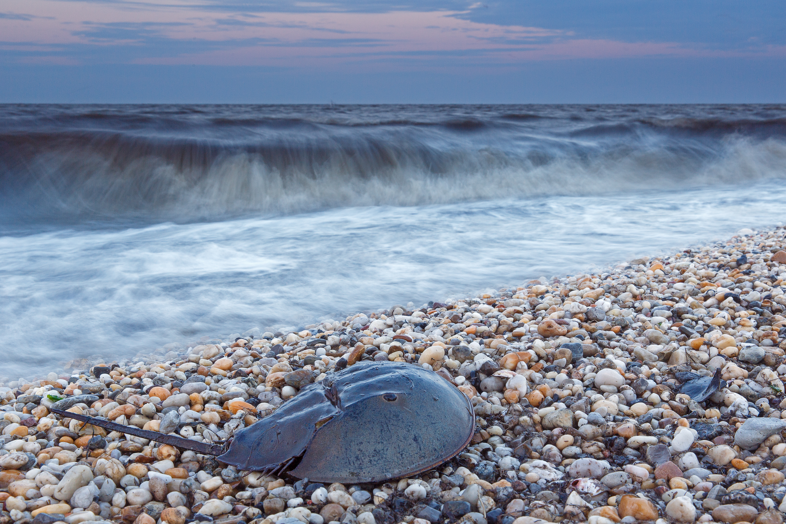 Lone horseshoe crab