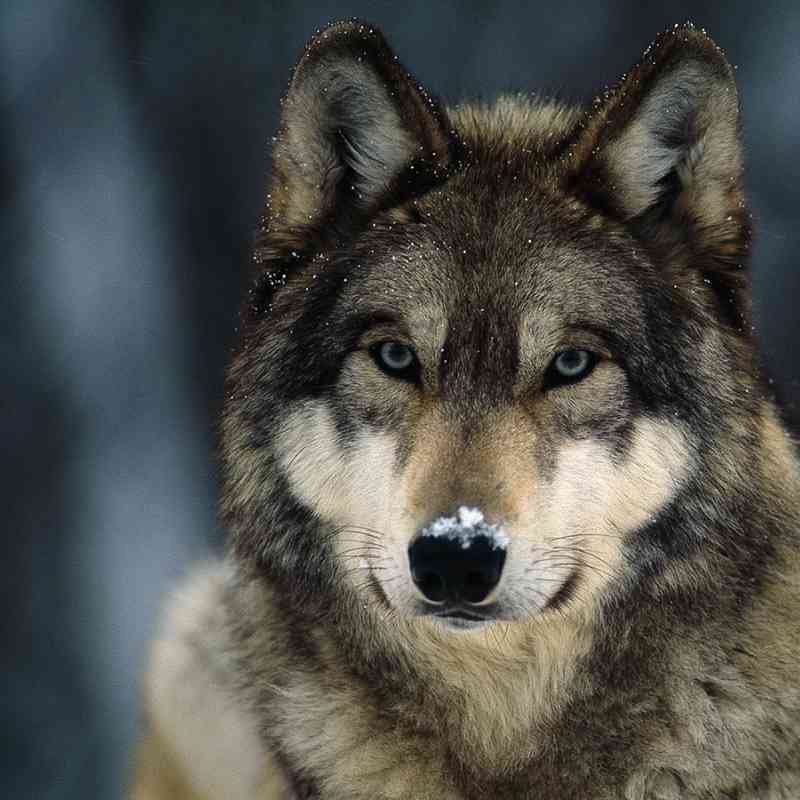 Gray_Wolf_Maya_Isster17-wikimedia