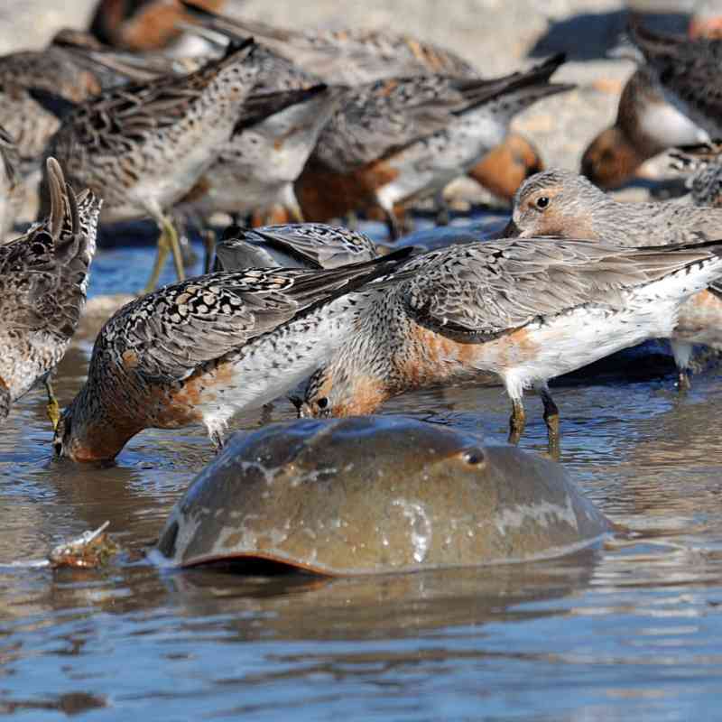 Red knots and horseshoe crabs