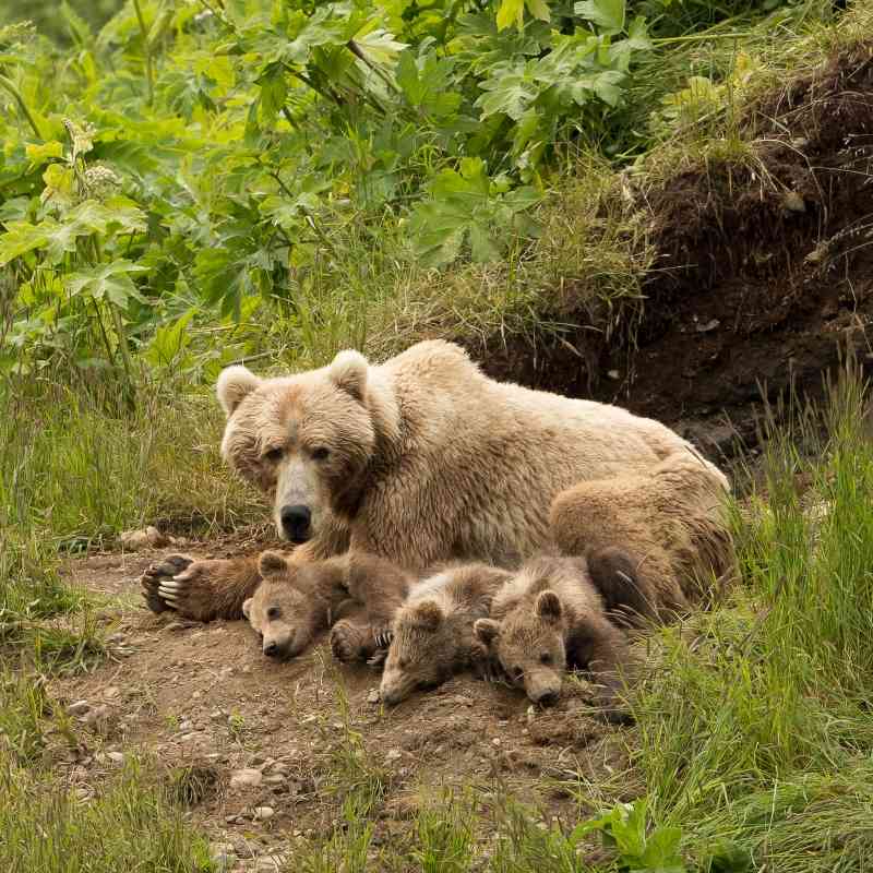 Sleepy Brown Bear Family - Kodiak National Wildlife Refuge - Alaska