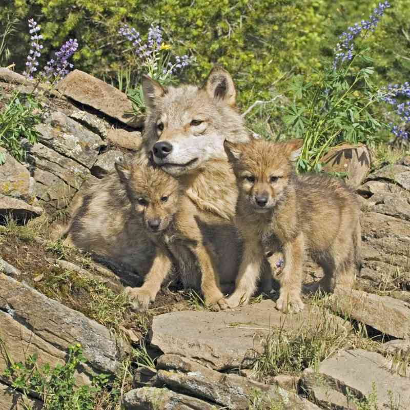 Gray Wolf Mother and Cubs - Montana