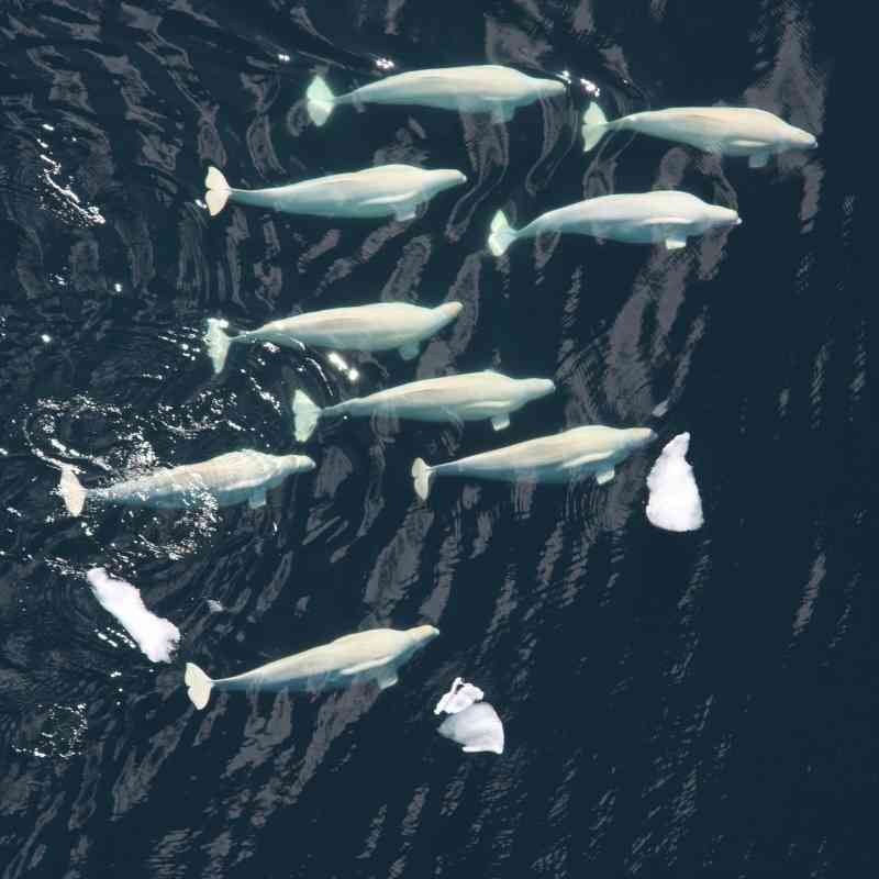 Beluga whale pod, Chuckchi Sea