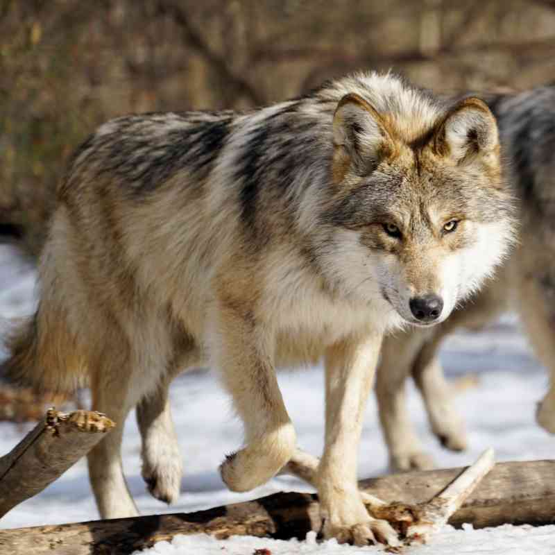 Mexican gray wolves, Wolf Conservation Center