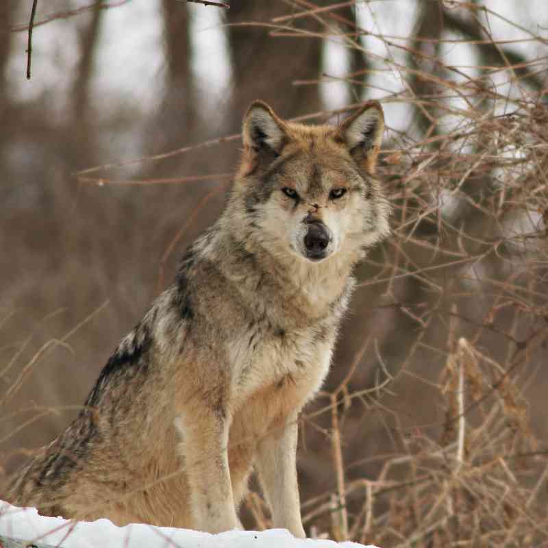 Lone Mexican gray wolf