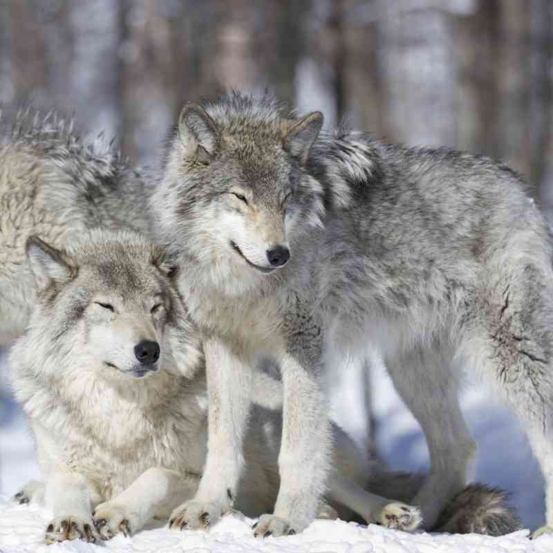 Three Gray Wolves in the Snow