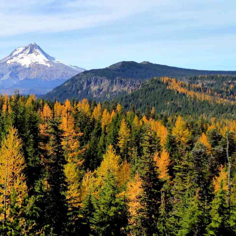 Mount Hood - Badger Creek Wilderness - Oregon