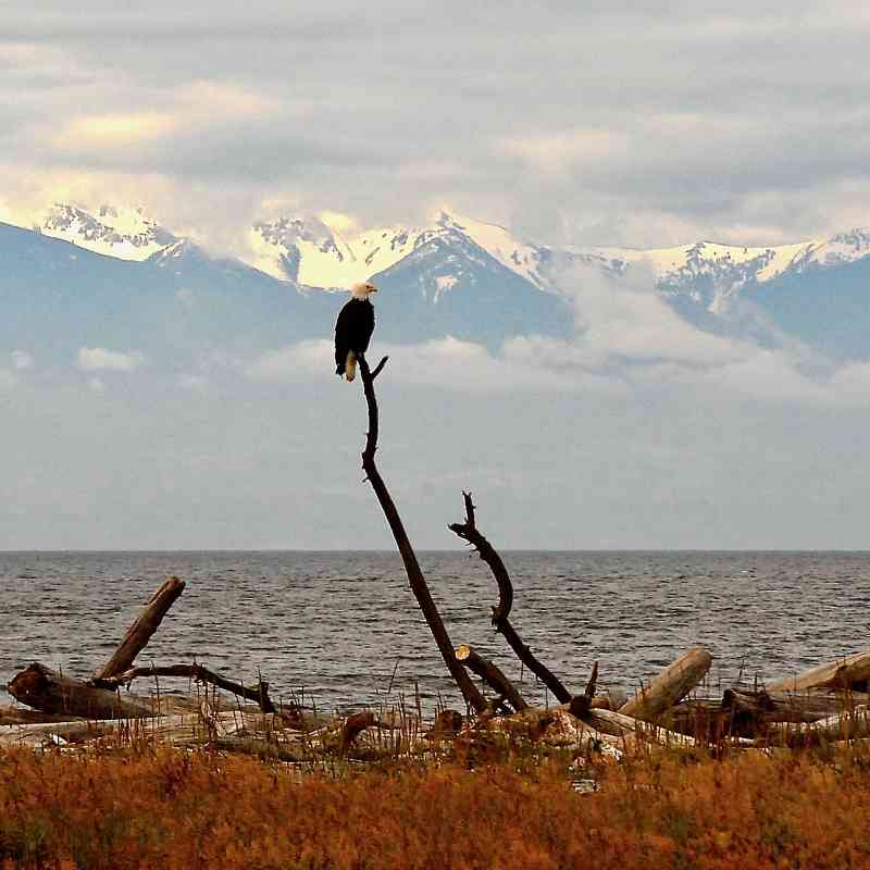 Bald eagle on a log