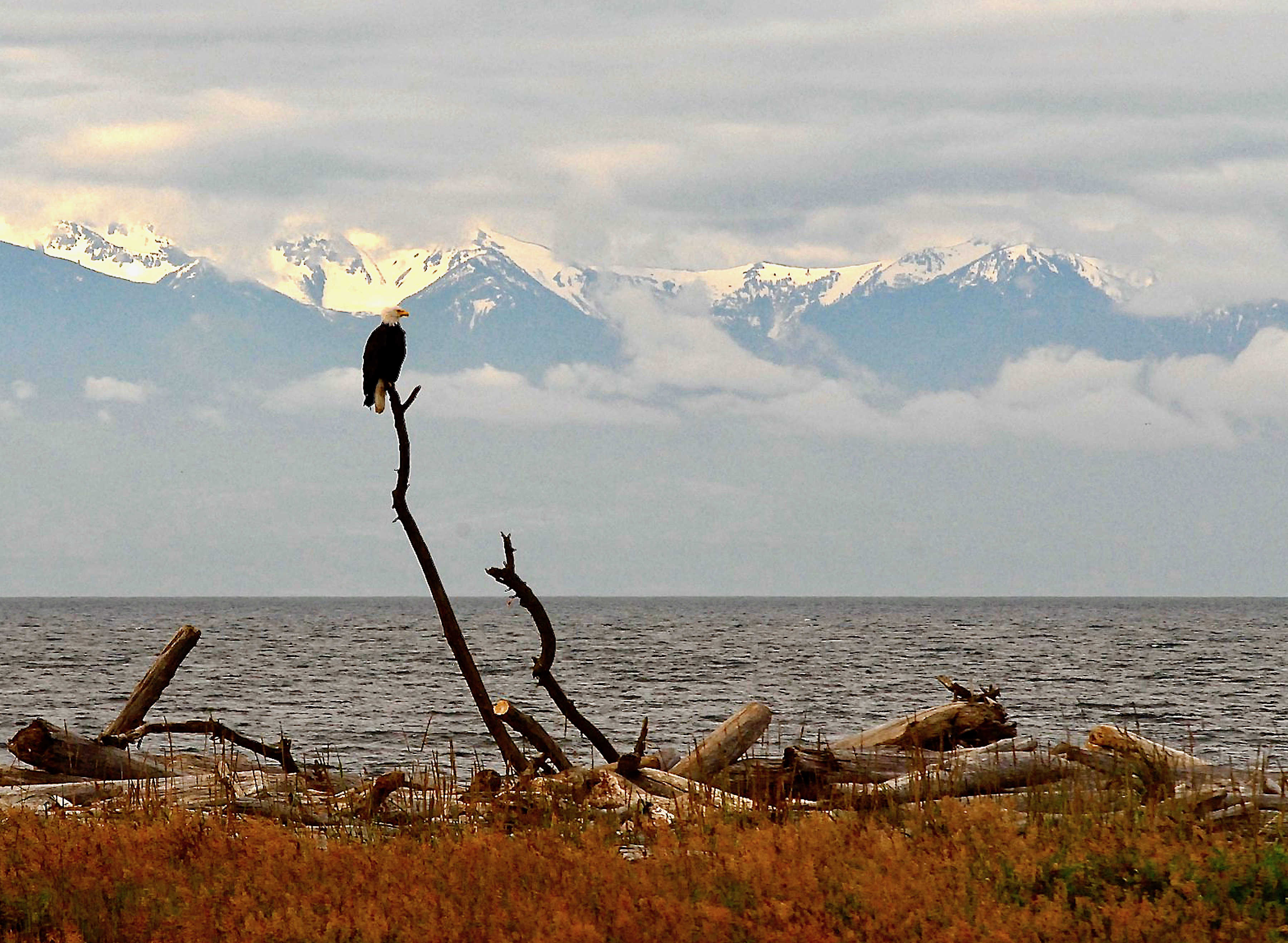 Bald eagle on a log