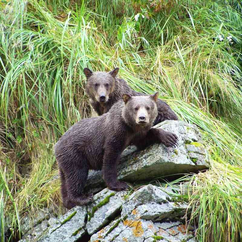 Playful brown bear cubs, Katmai National Park, Alaska 
