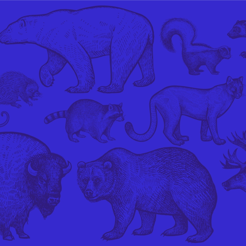 Blue background animals 