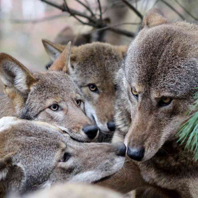Red Wolves Kiss