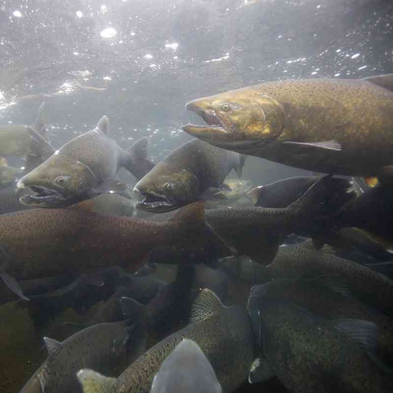 Chinook Salmon - Spawing in Fall - Pacific Northwest
