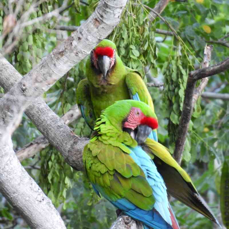 Military Macaw pair 2022