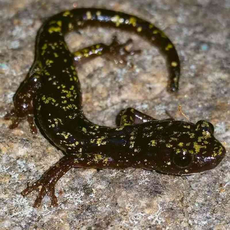 Hickory Nut Gorge Green Salamander on rock