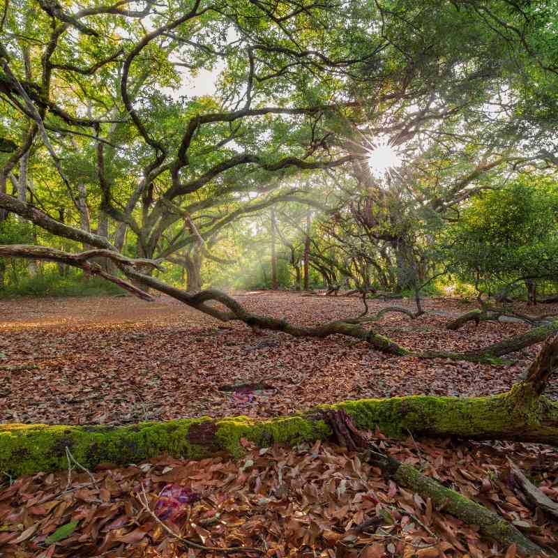Tree Landscape - Apalachicola National Forest - Florida