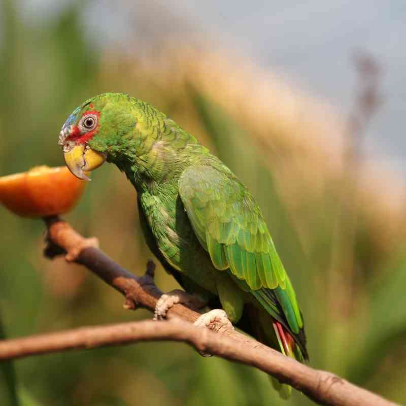 White-Fronted Parrot sitting on branch 
