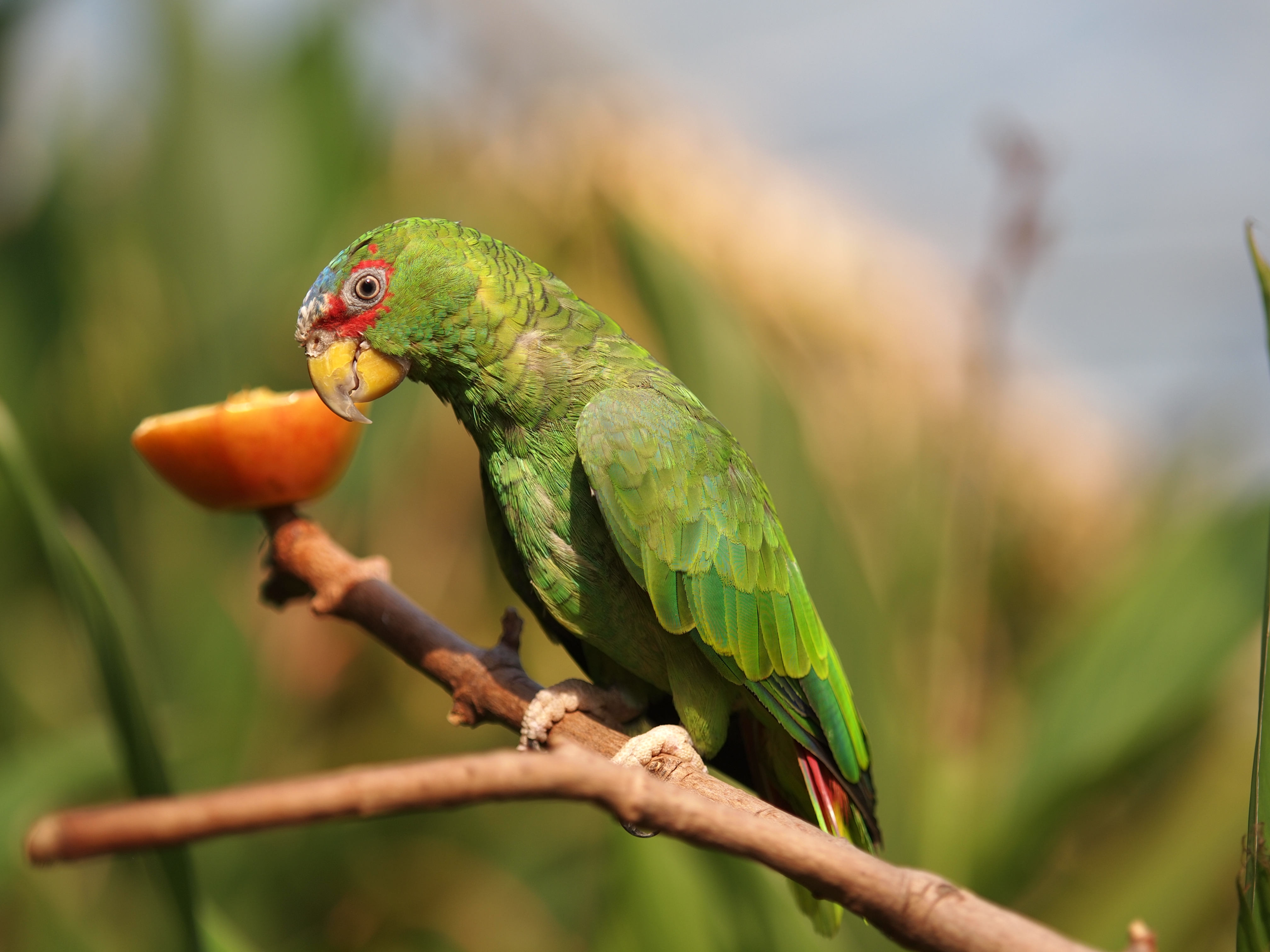 White-Fronted Parrot sitting on branch 