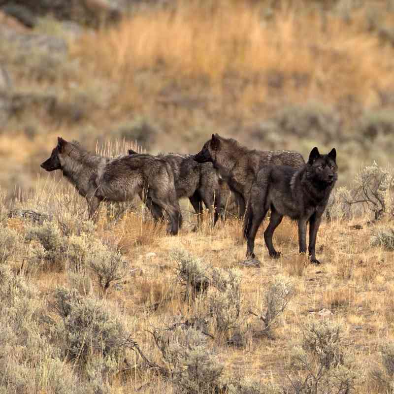 Pack of Gray Wolves - Yellowstone National Park - Wyoming