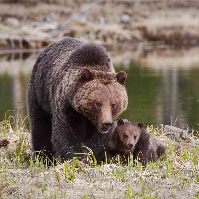Mother Grizzly Bear with Cub - North Twin Lakes - Oregon