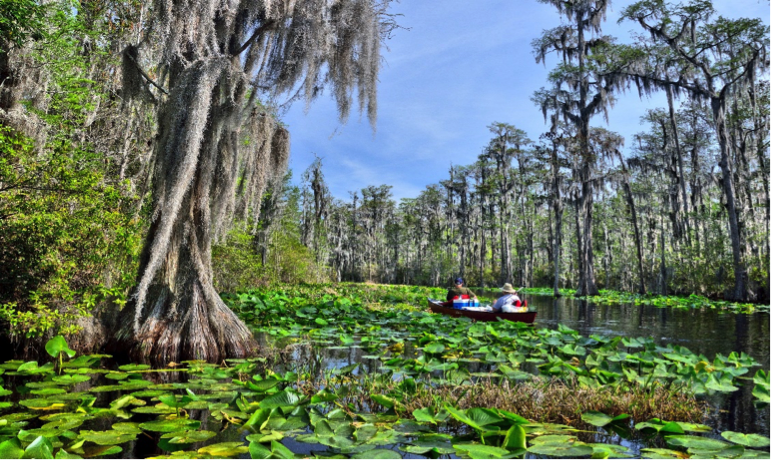 Okefenokee kayaking