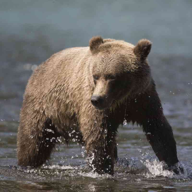 Kenai Brown Bear in the Water