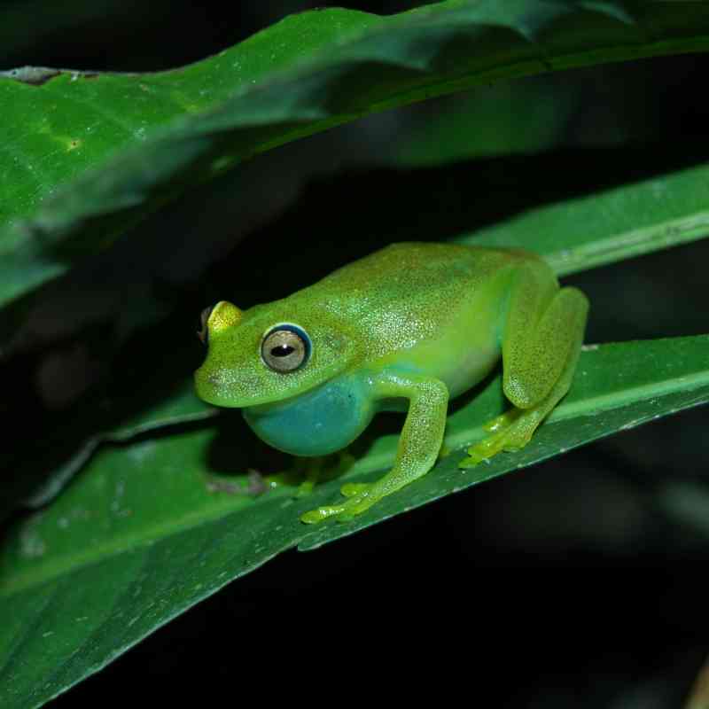 Emerald Glass Frog Chirping - Sianbal - San Martin Province - Peru