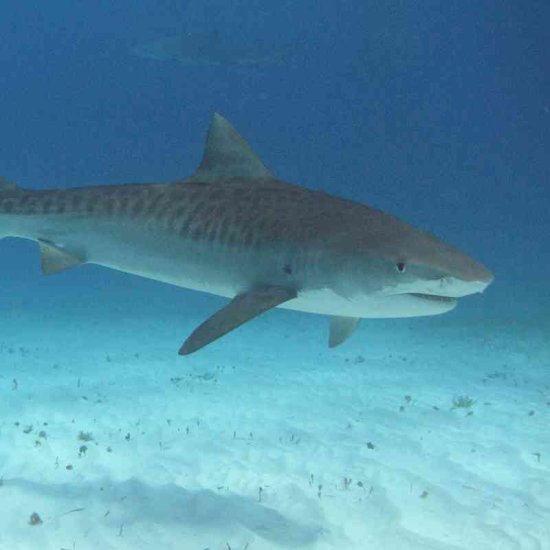 Pair of Tiger Sharks Swimming - The Bahamas