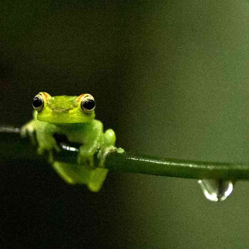 Emerald Glass Frog on Branch - Costa Rica