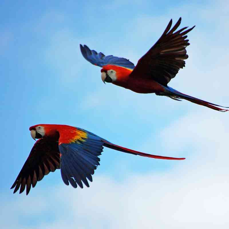 Pair of Macaws Flying Together