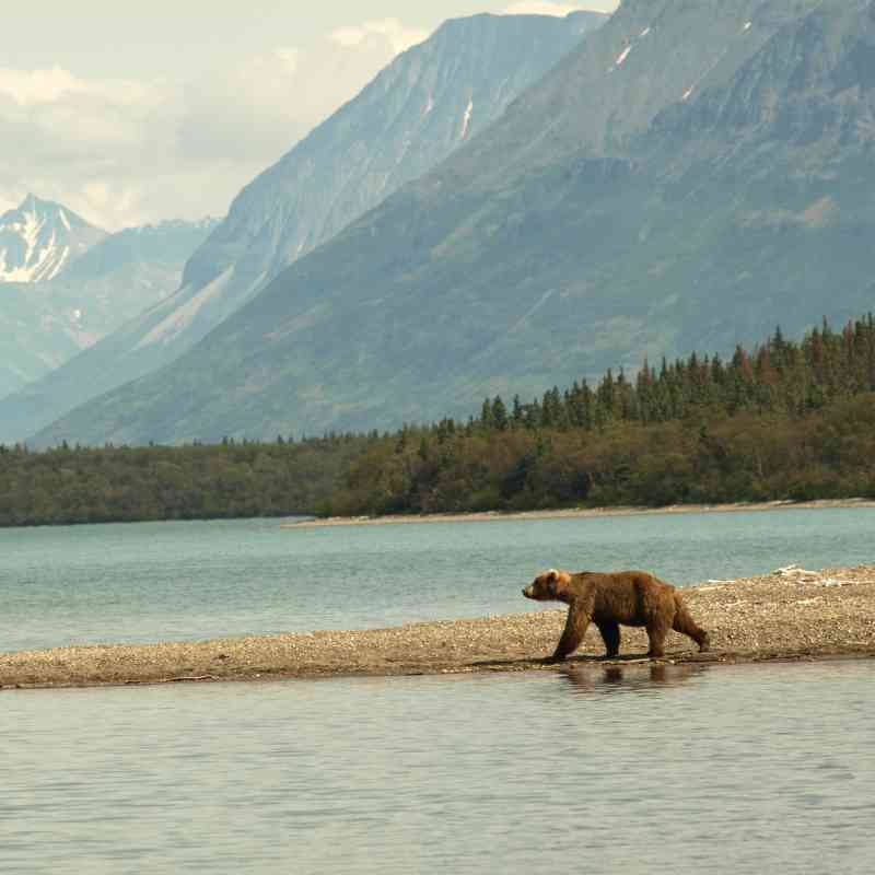 Wandering Brown Bear on Spit - Naknek Lake