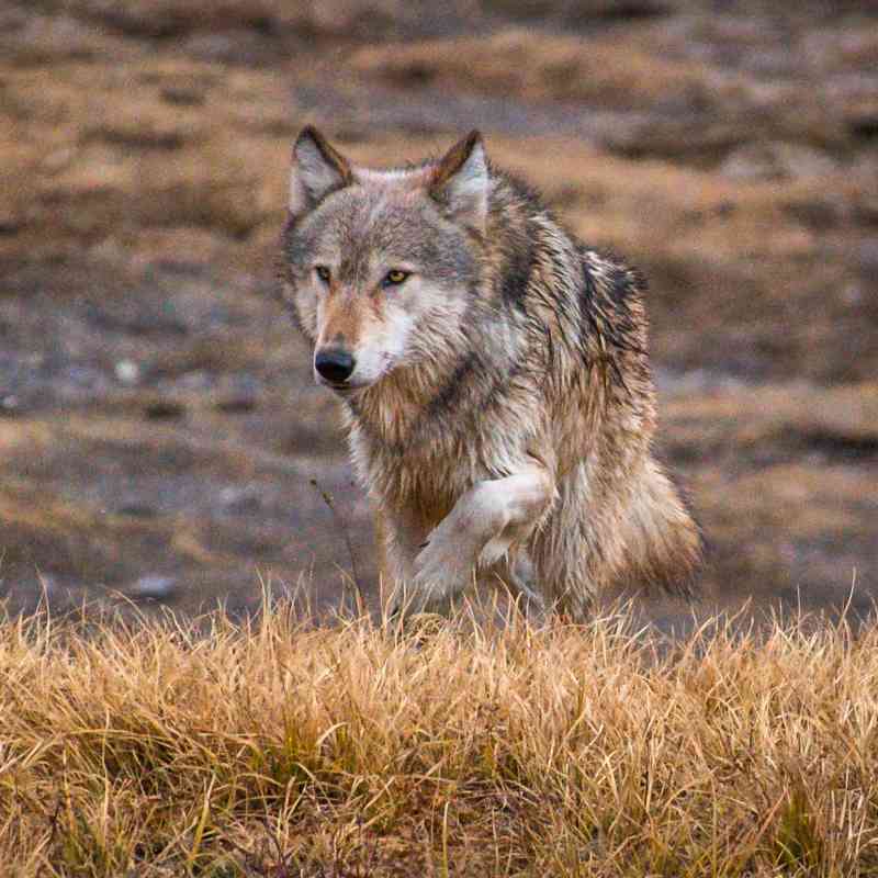 Gray Wolf - Idaho