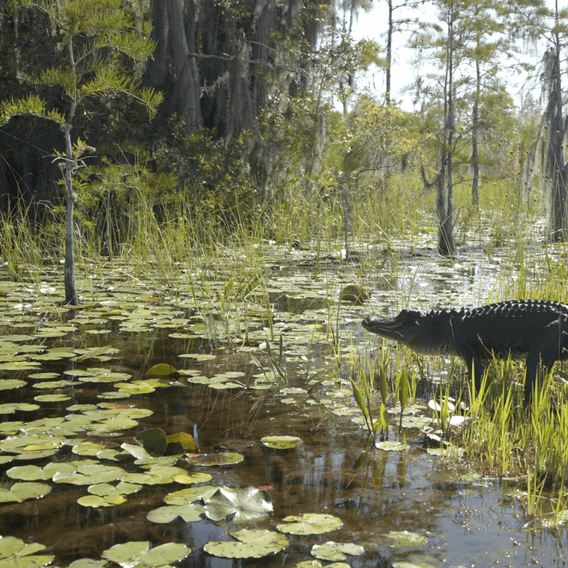 Alligator moving through the grass to water - Okefenokee National Wildlife Refuge - Georgia