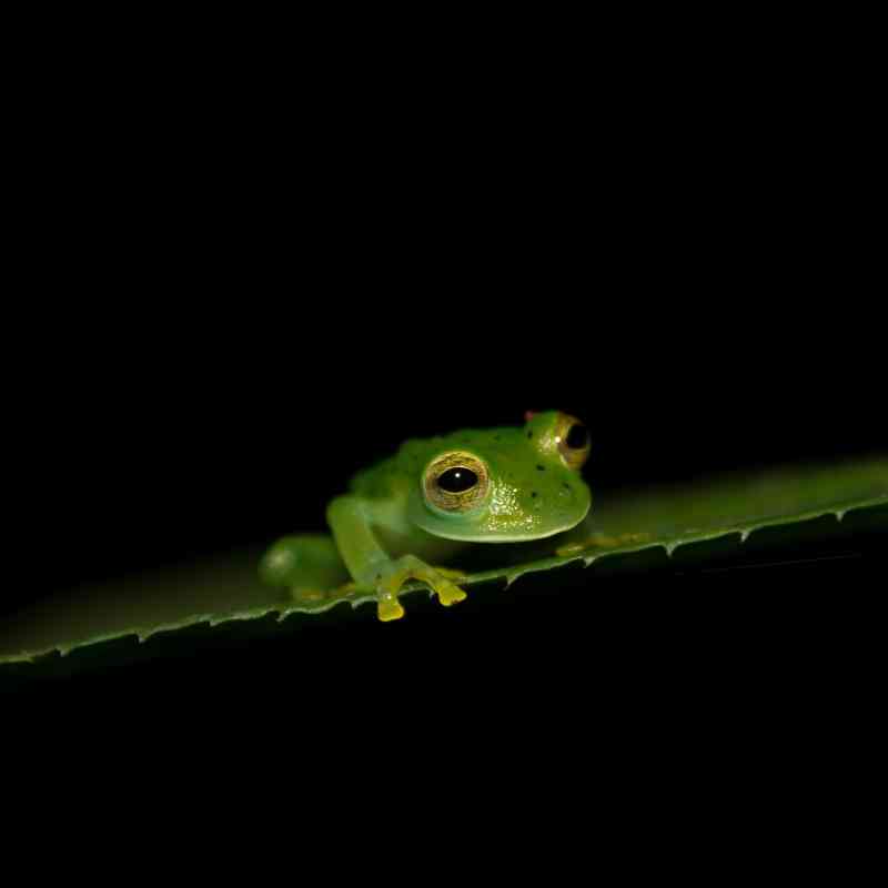 Emerald Glass Frog - Panama