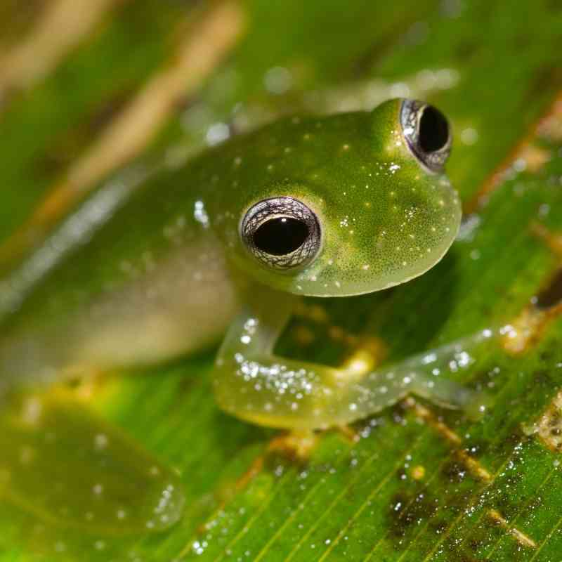 Powdered Glass Frog - Panama
