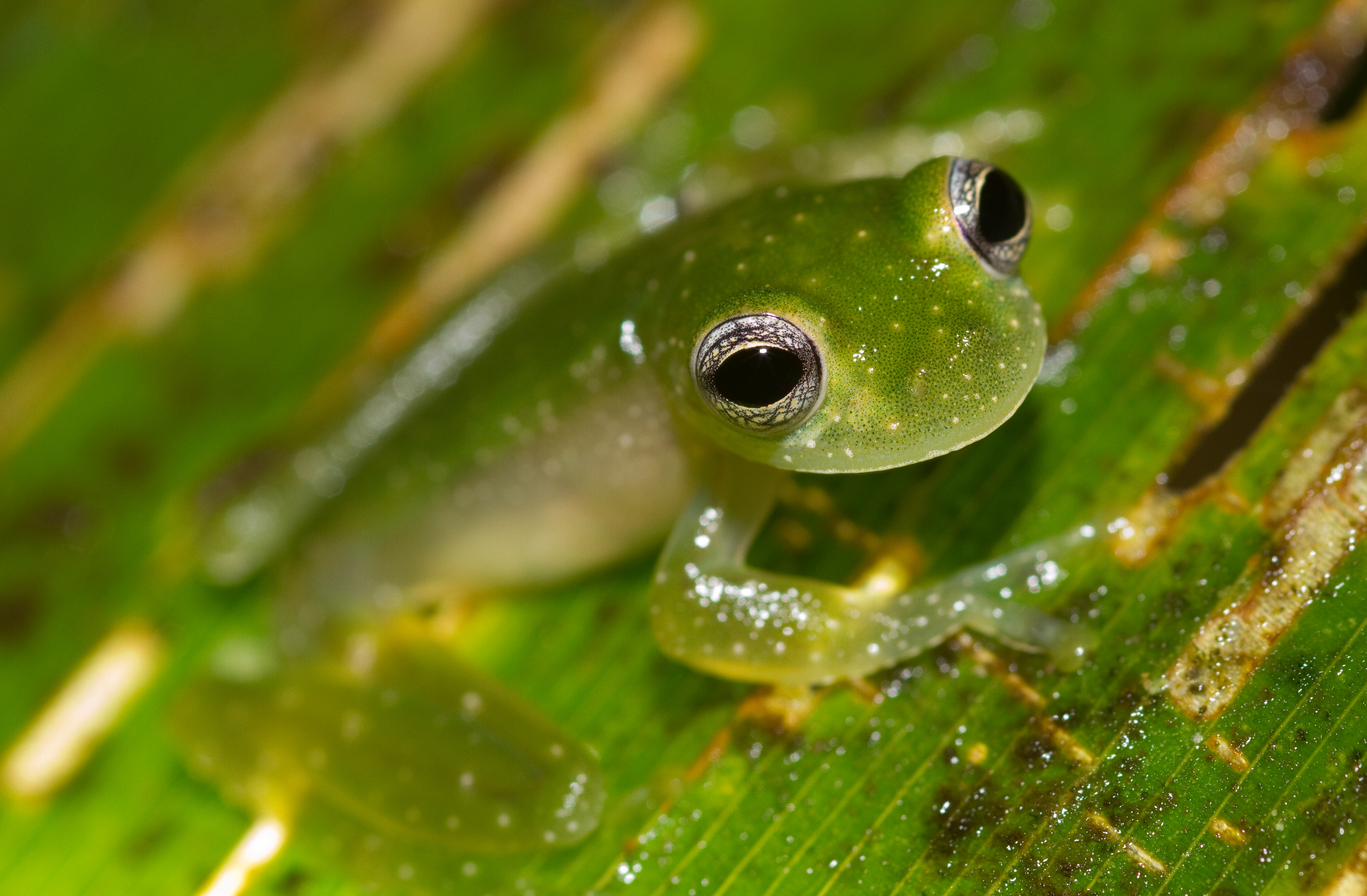 Powdered Glass Frog - Panama