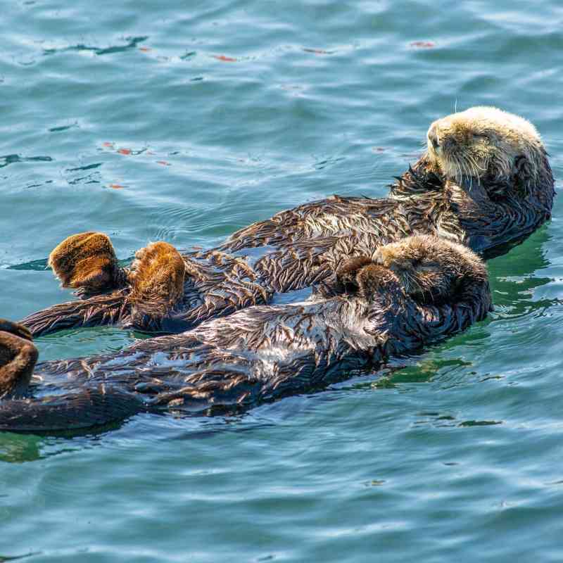 Sea otter duo