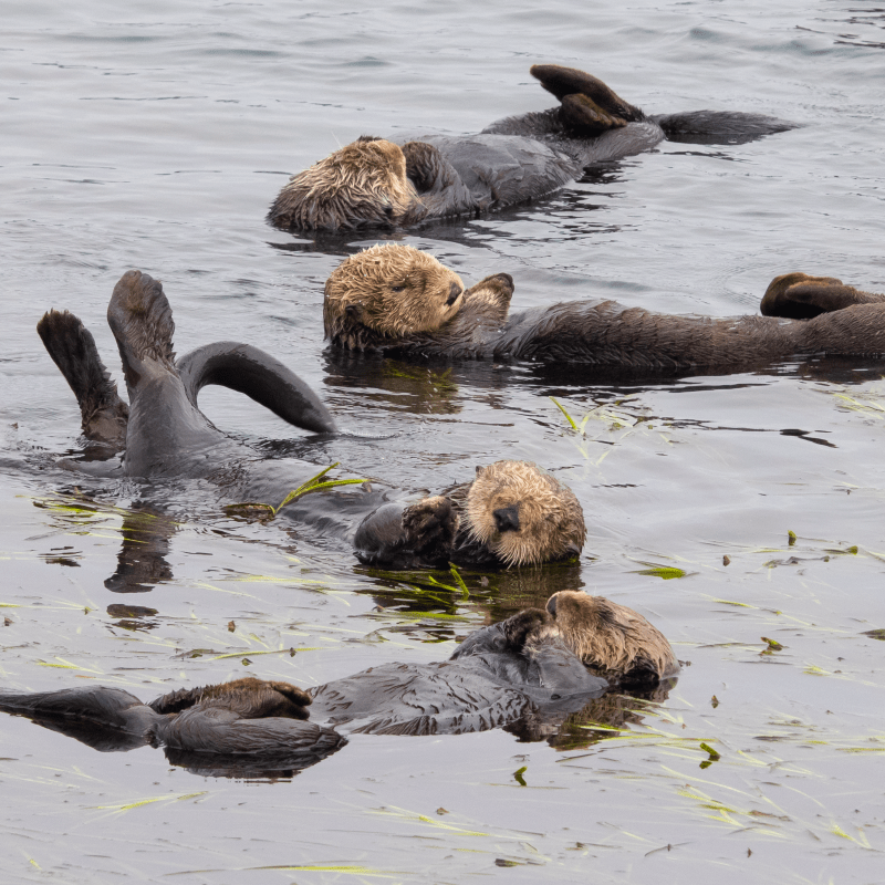 Sea otter raft of four